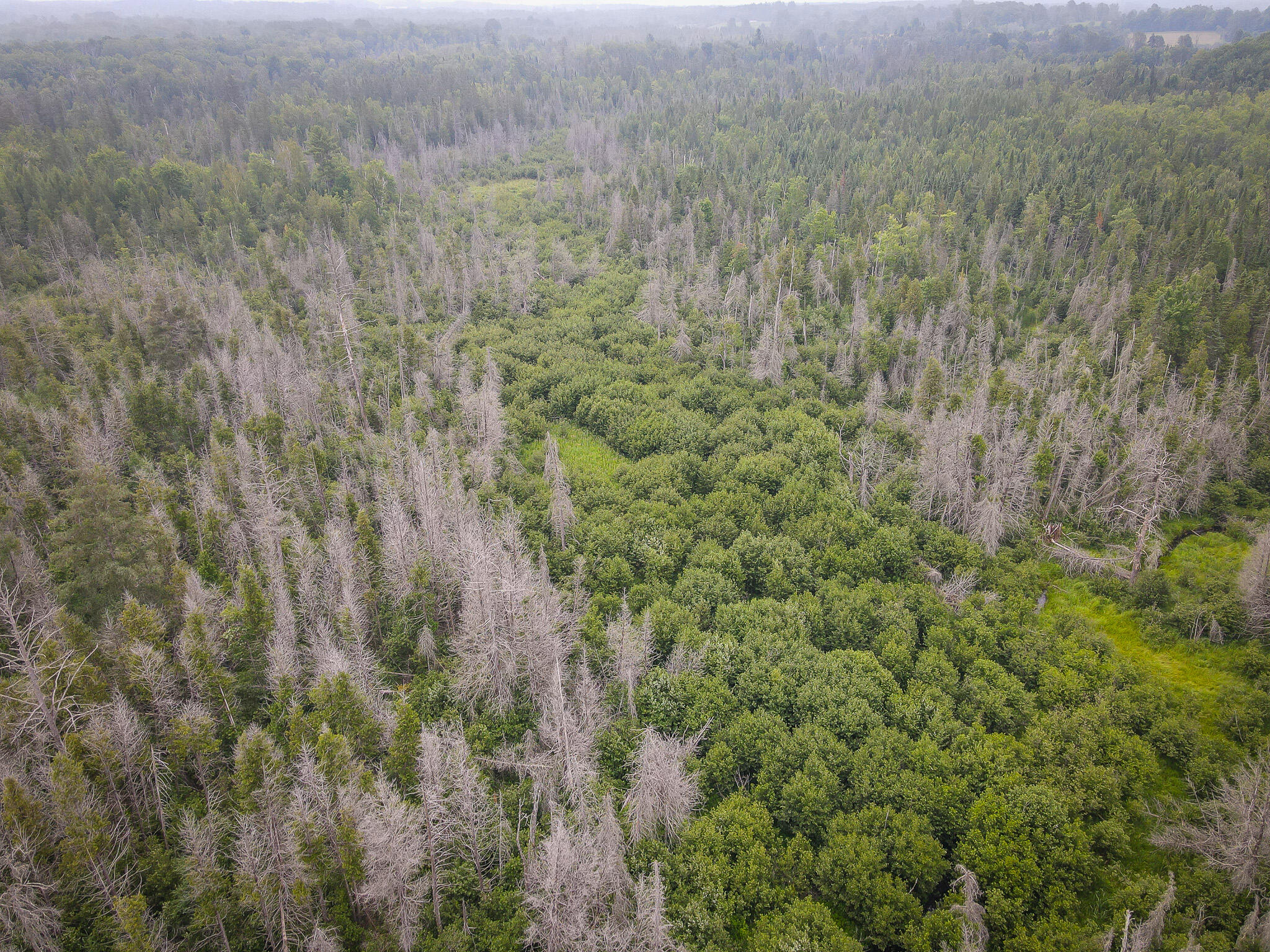 17185 21 Mile Road Tustin, MI 49688 - Photo 7 of 25 DJI_0187