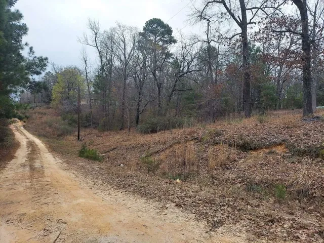 a view of a forest with trees