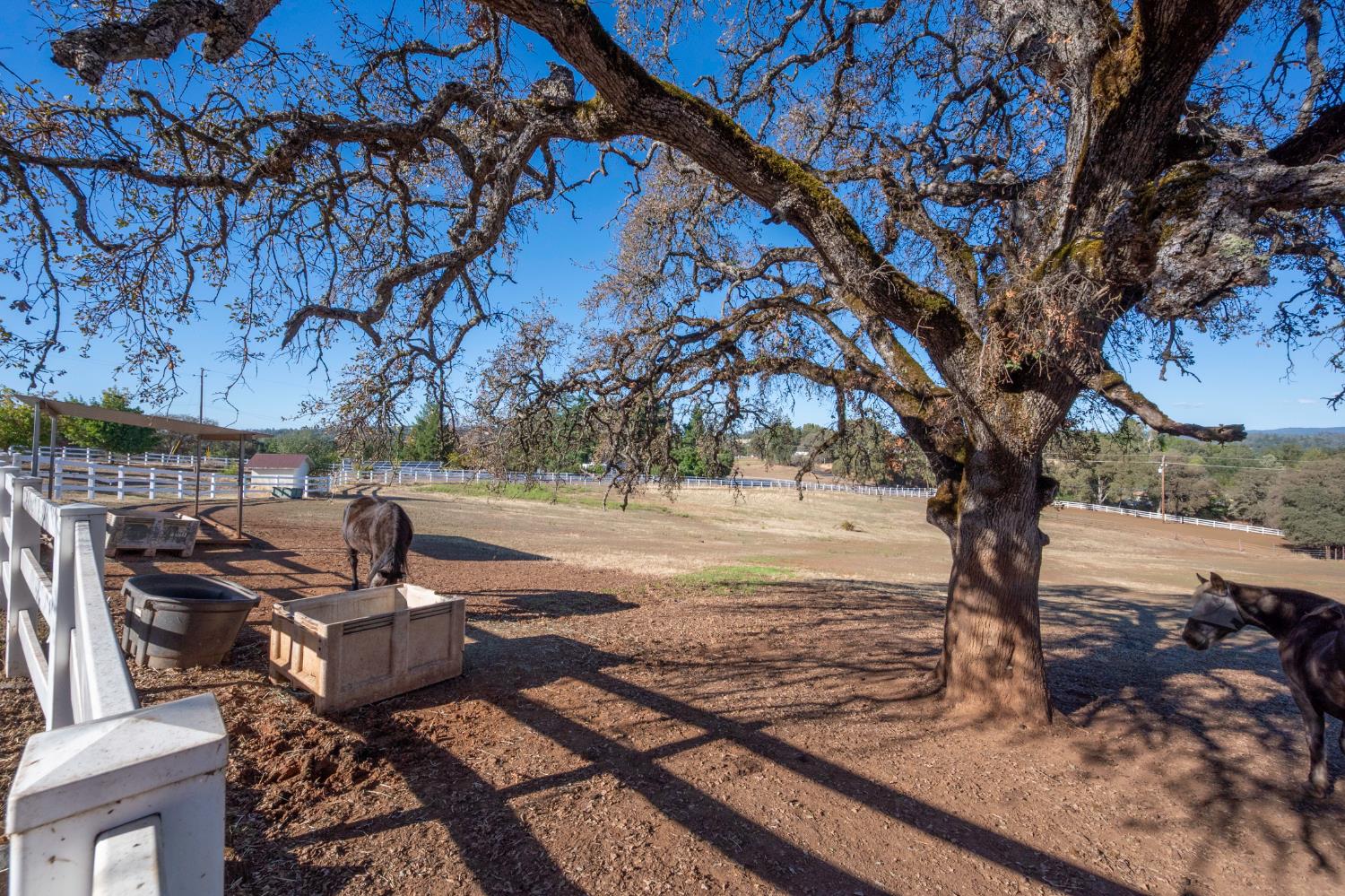 4770 Pedro Hill Road Pilot Hill, CA 95664 - Photo 26 of 87 a view of a yard with an outdoor space