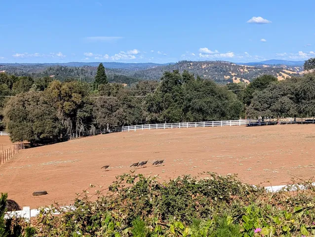 a view of a swimming pool with a patio and a garden