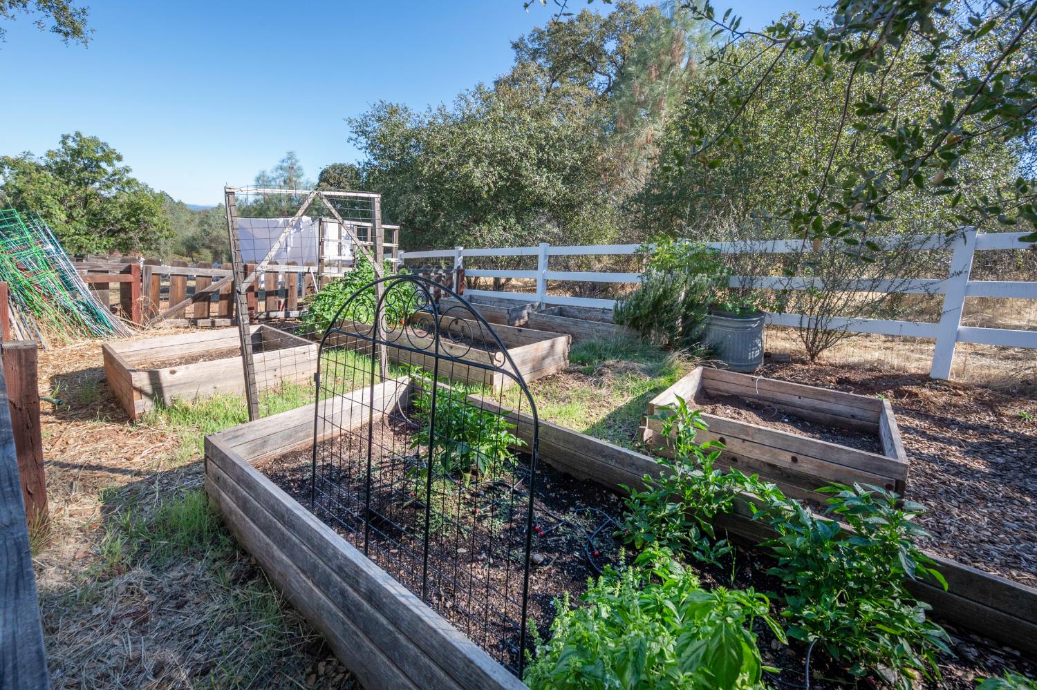 4770 Pedro Hill Road Pilot Hill, CA 95664 - Photo 57 of 87 an outdoor view of a garden