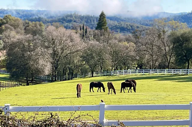 $895,900 | 4770 Pedro Hill Road, Pilot Hill, CA 95664