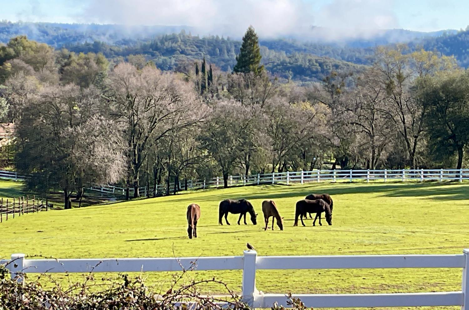 4770 Pedro Hill Road Pilot Hill, CA 95664 - Photo 88 of 89