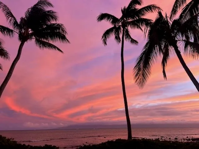 a view of a palm tree