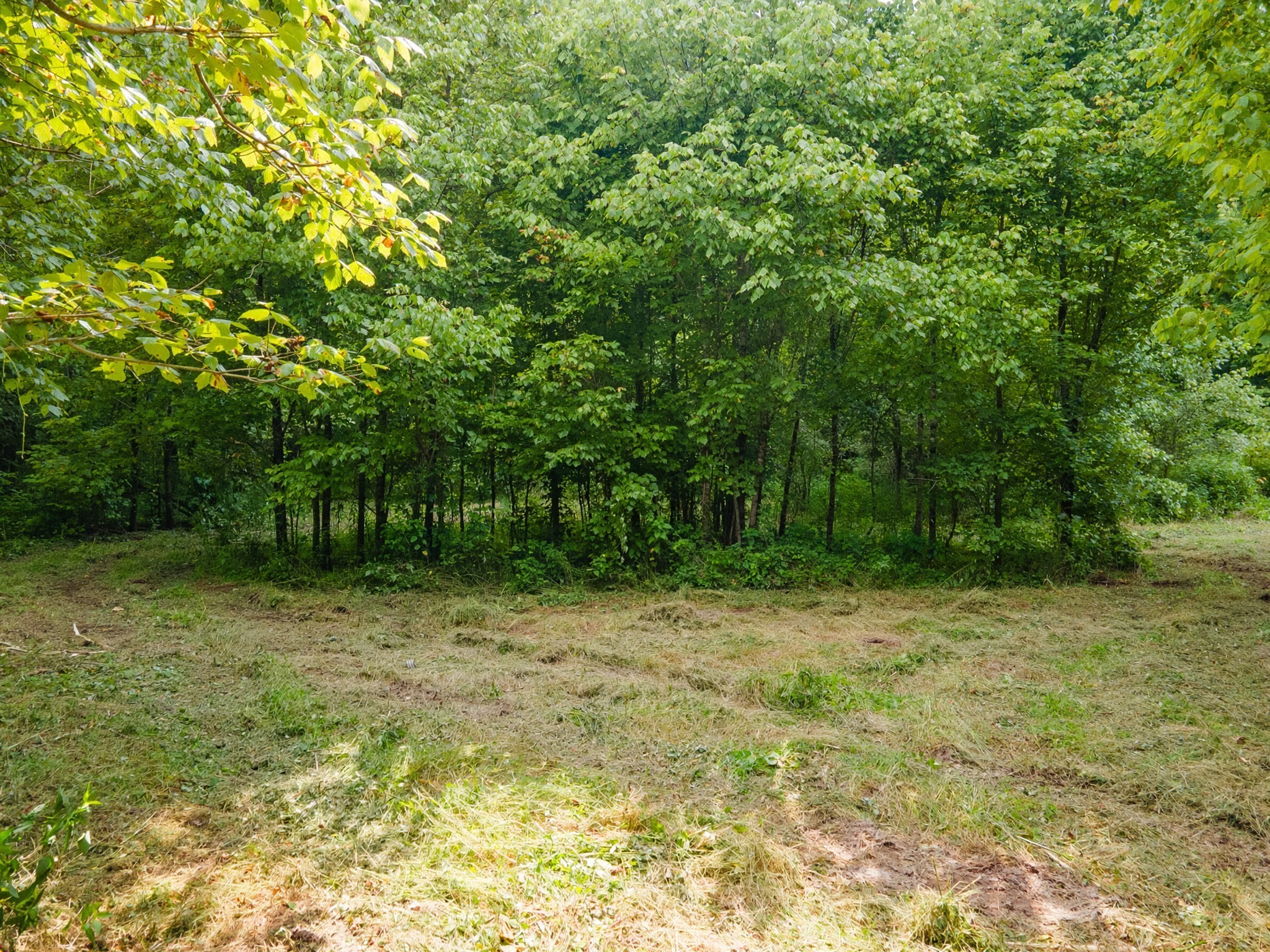 0 Dog Branch Road Goodspring, TN 38460 - Photo 18 of 46 Gallery Image 18