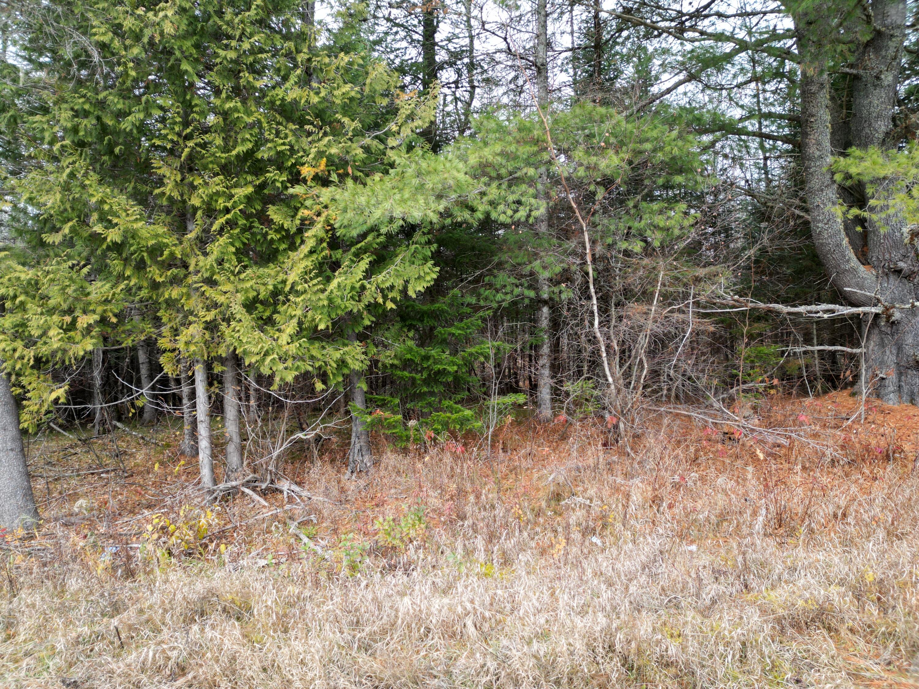1562 Park Street Springfield, ME 04487 - Photo 7 of 13 DJI_0928