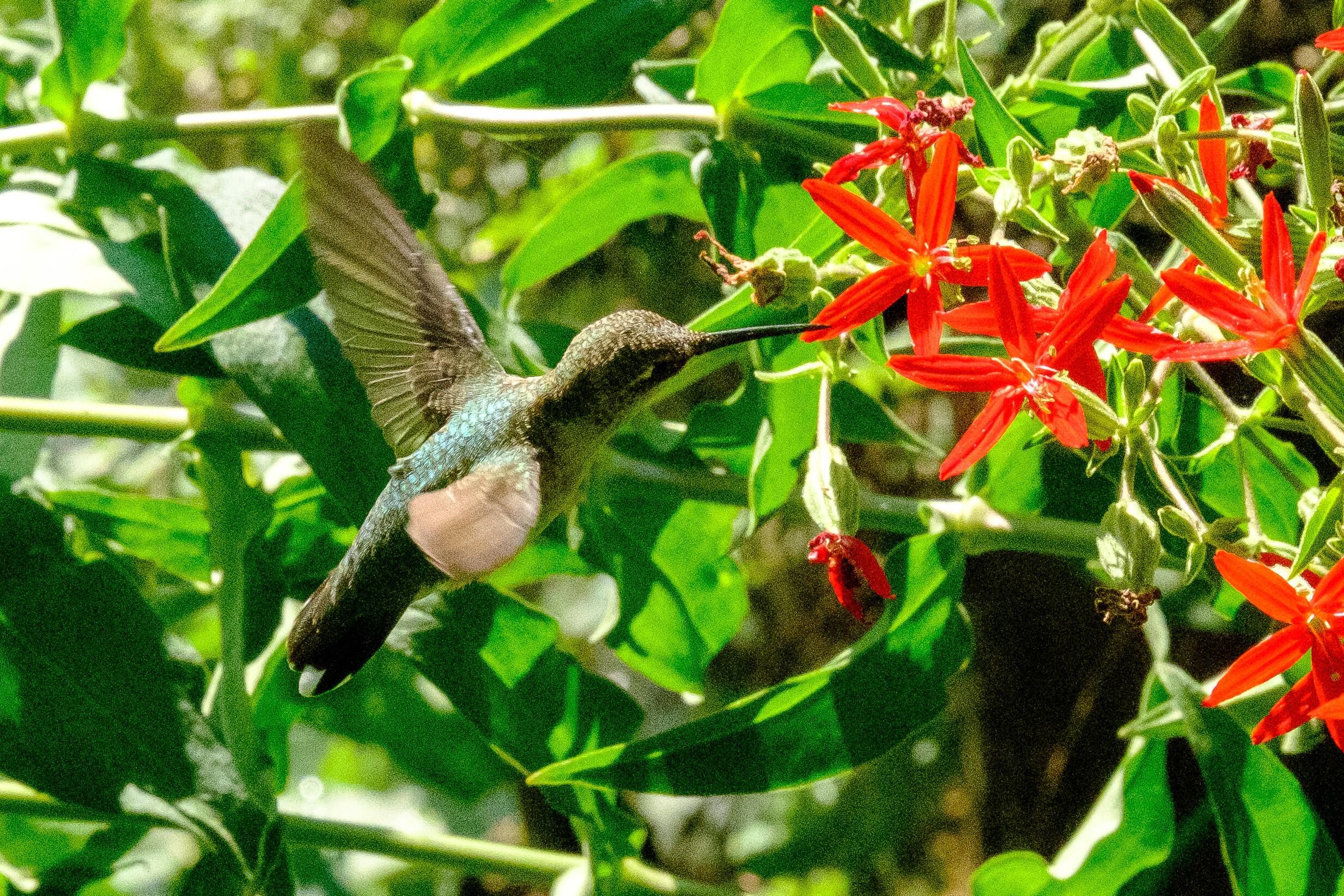 1122 Taylor Road Danville, KY 40422 - Photo 44 of 46 1122 HUMMINGBIRD