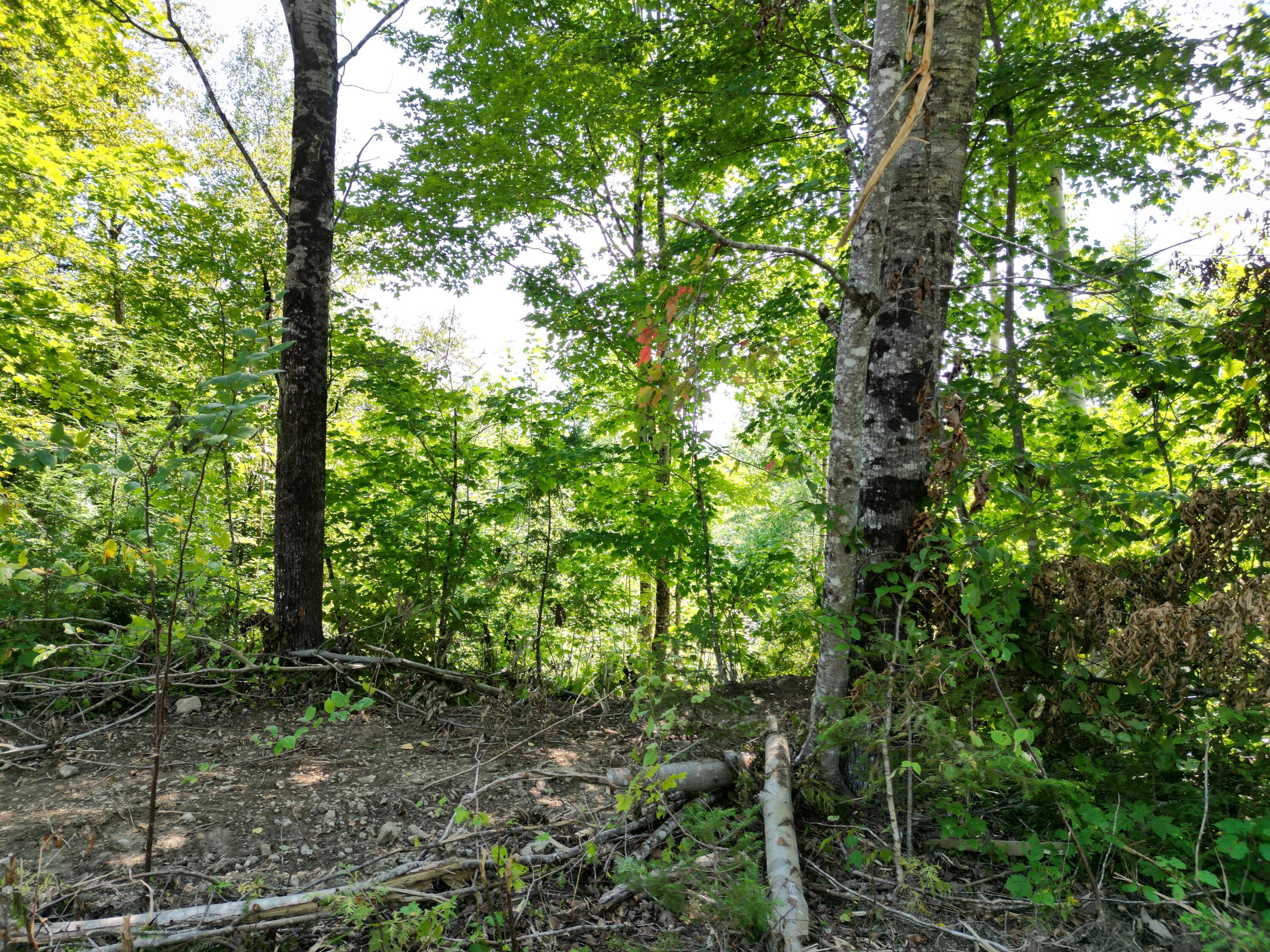 Lot 5 Dirty Glove Road Springfield, ME 04487 - Photo 17 of 19 DJI_0056