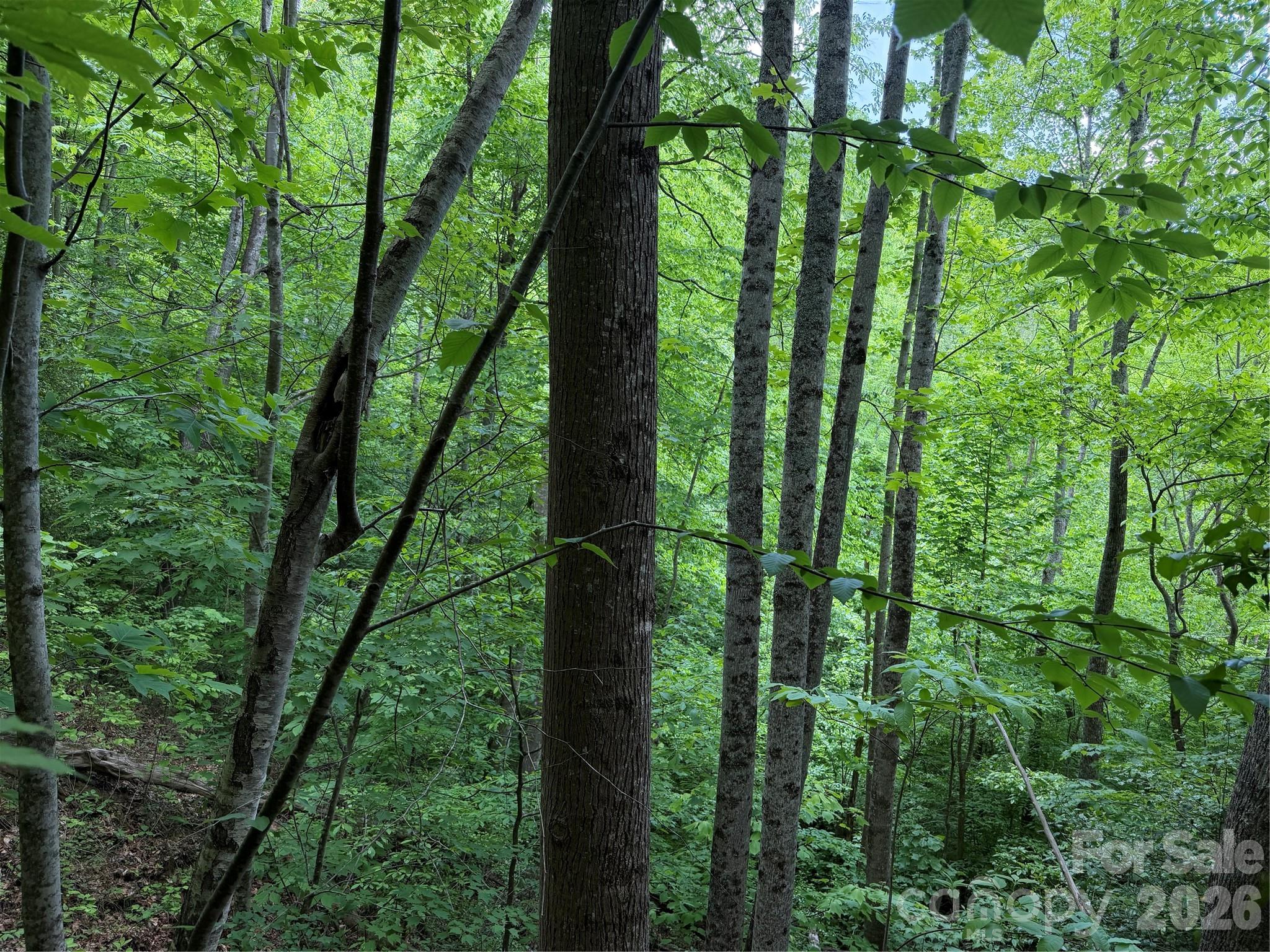 408 Arvil Gosnell Road Marshall, NC 28753 - Photo 2 of 31 a view of outdoor space and trees