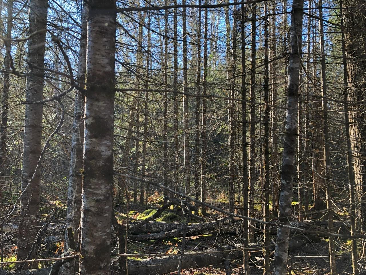 Off East Bay Road, Unit LOT 6 Presque Isle, WI 54557 - Photo 21 of 26 Gallery Image 21