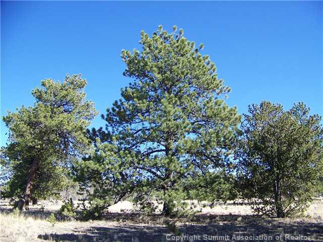 582 Yellowstone Road Hartsel, CO 80449 - Photo 1 of 9 Gallery Image 1