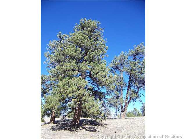 582 Yellowstone Road Hartsel, CO 80449 - Photo 9 of 9 Gallery Image 9