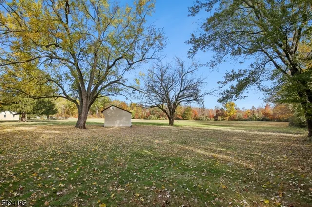 a view of large trees with yard