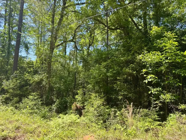a view of a lush green forest