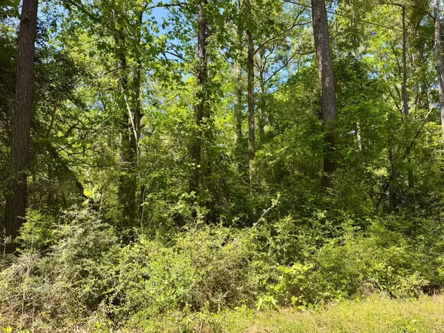 a view of a lush green forest