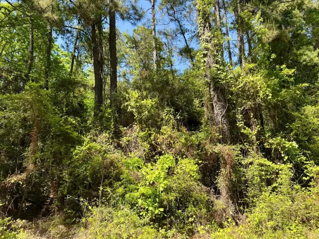 a view of a lush green forest