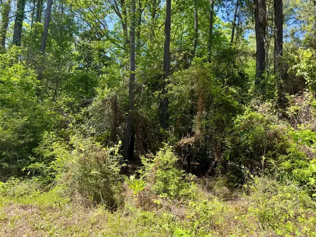 a view of a garden with plants