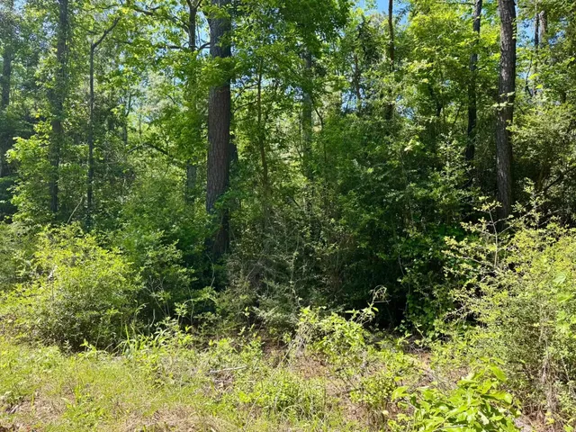 a view of a lush green forest