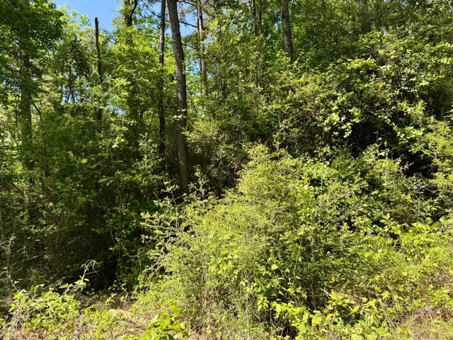a view of a lush green forest