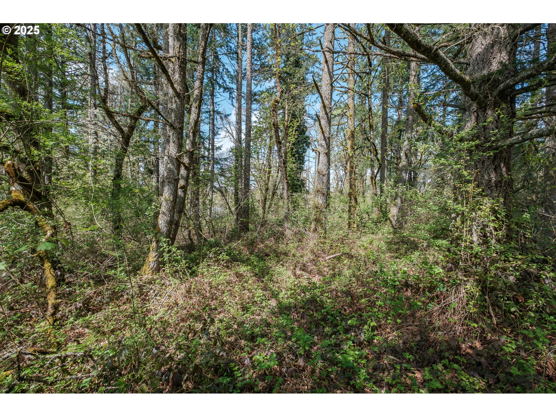 Valley View Drive Northwest Albany, OR 97321 - Photo 2 of 24