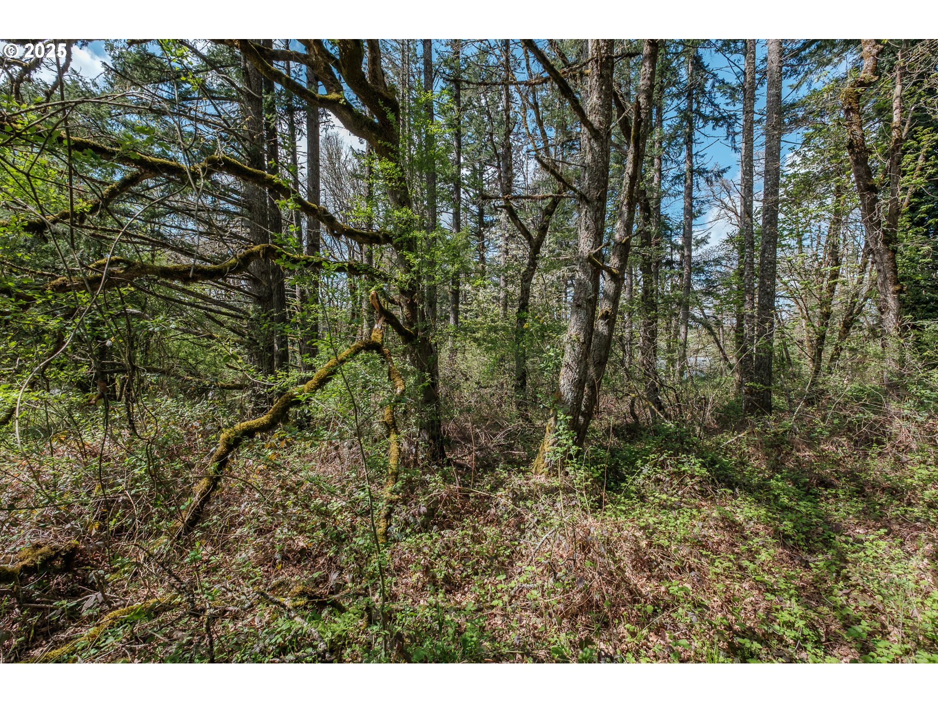 Valley View Drive Northwest Albany, OR 97321 - Photo 3 of 24