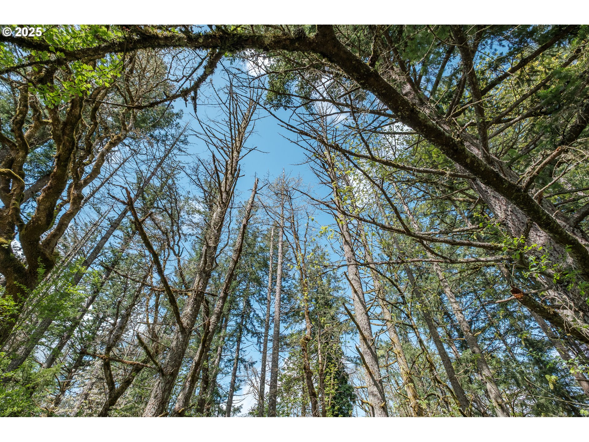 Valley View Drive Northwest Albany, OR 97321 - Photo 4 of 24