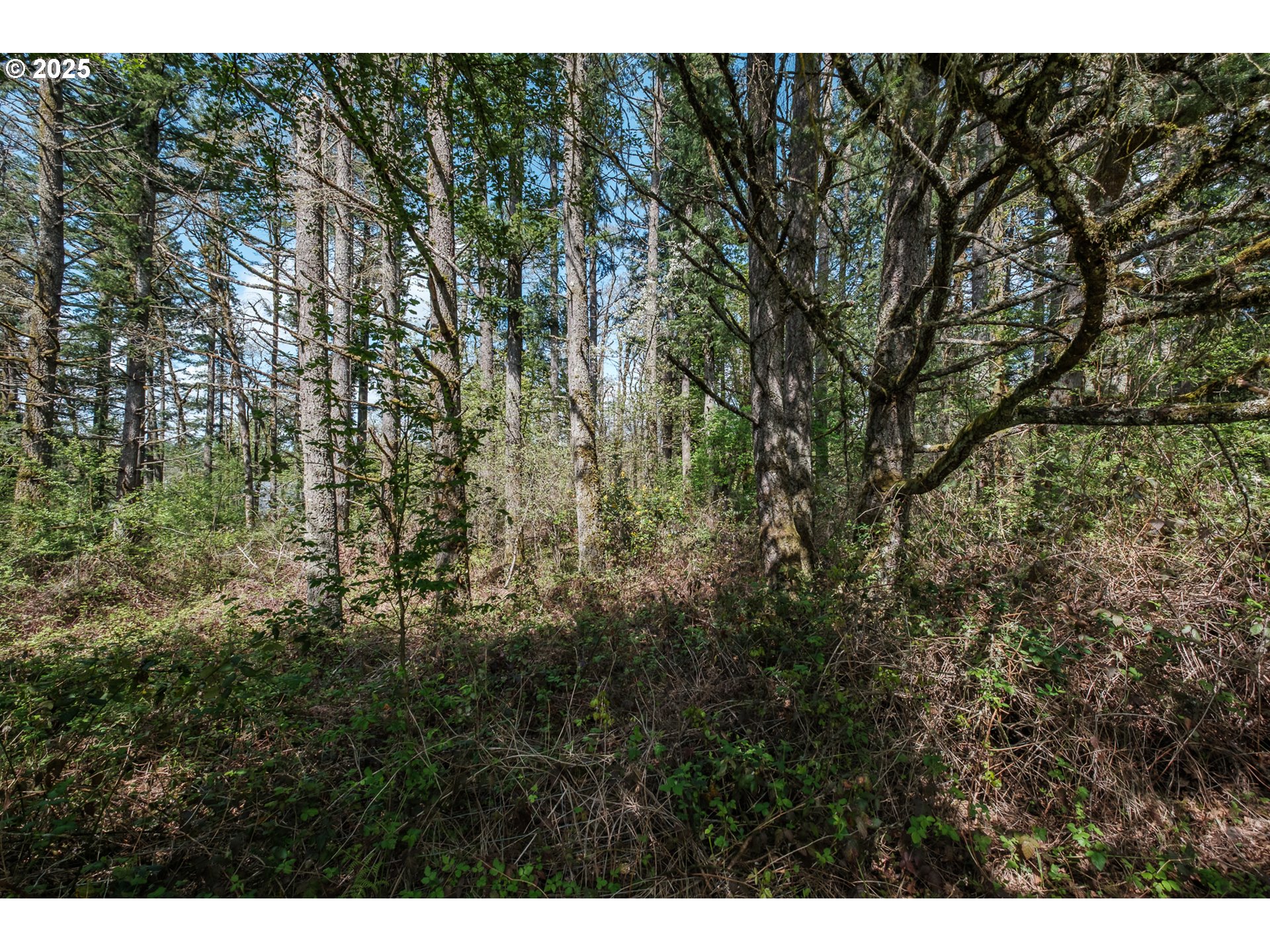 Valley View Drive Northwest Albany, OR 97321 - Photo 5 of 24