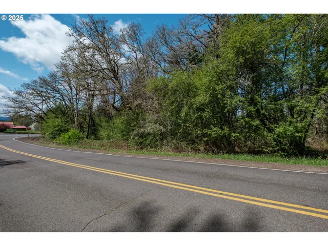 a view of a forest with a tree