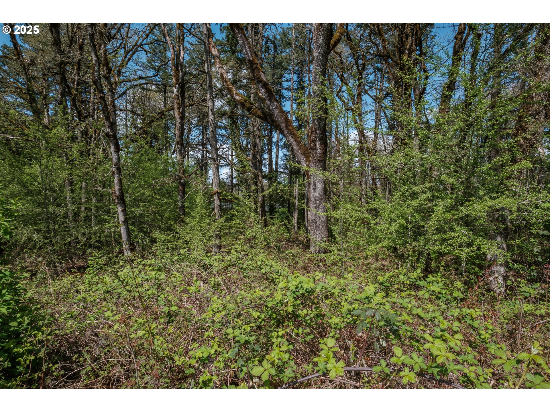 Valley View Drive Northwest Albany, OR 97321 - Photo 8 of 24