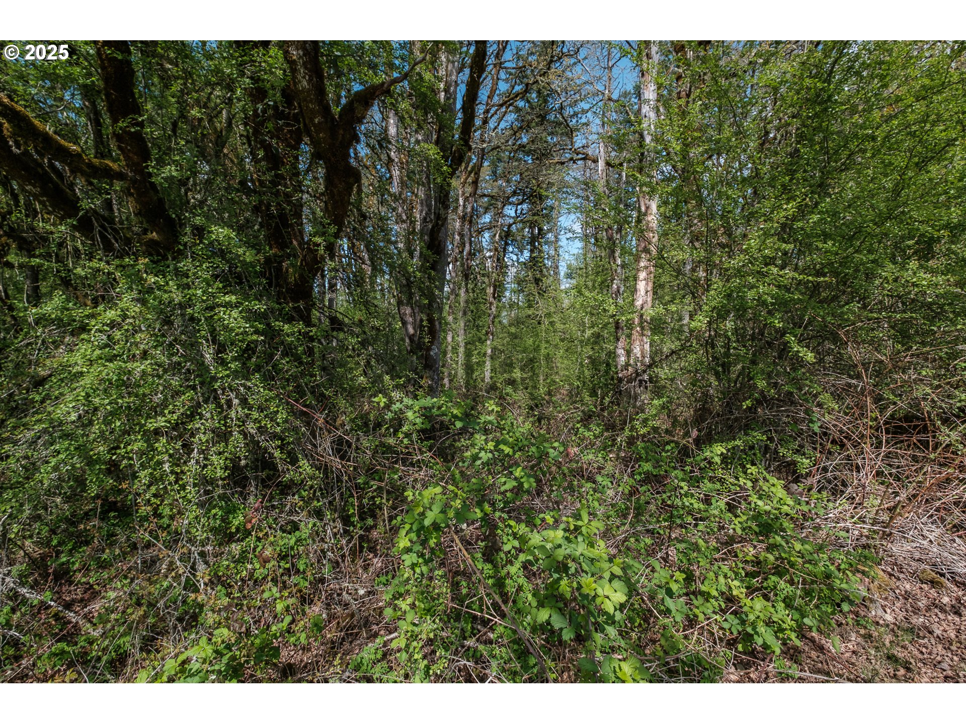 Valley View Drive Northwest Albany, OR 97321 - Photo 9 of 24