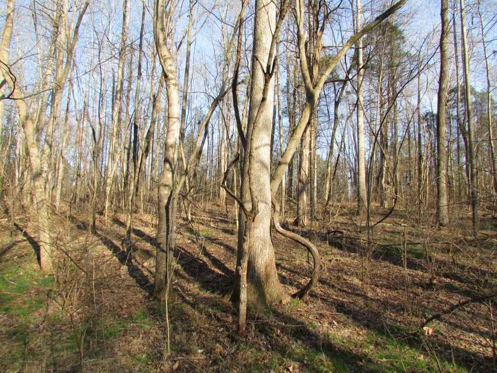 Gentry Dunkley Road Roxboro, NC 27574 - Photo 7 of 15 This spot on the lot would make a beautiful home site HOMESITE