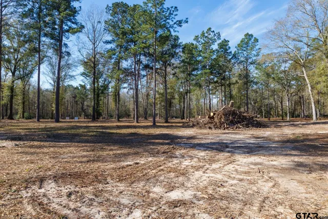 a view of a tree in a yard