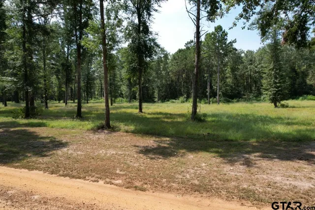 a view of a tree in a park