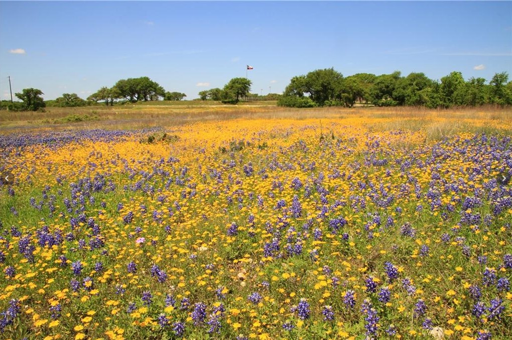 920 Crosswind Drive Blanco, TX 78606 - Photo 16 of 23 View of nature