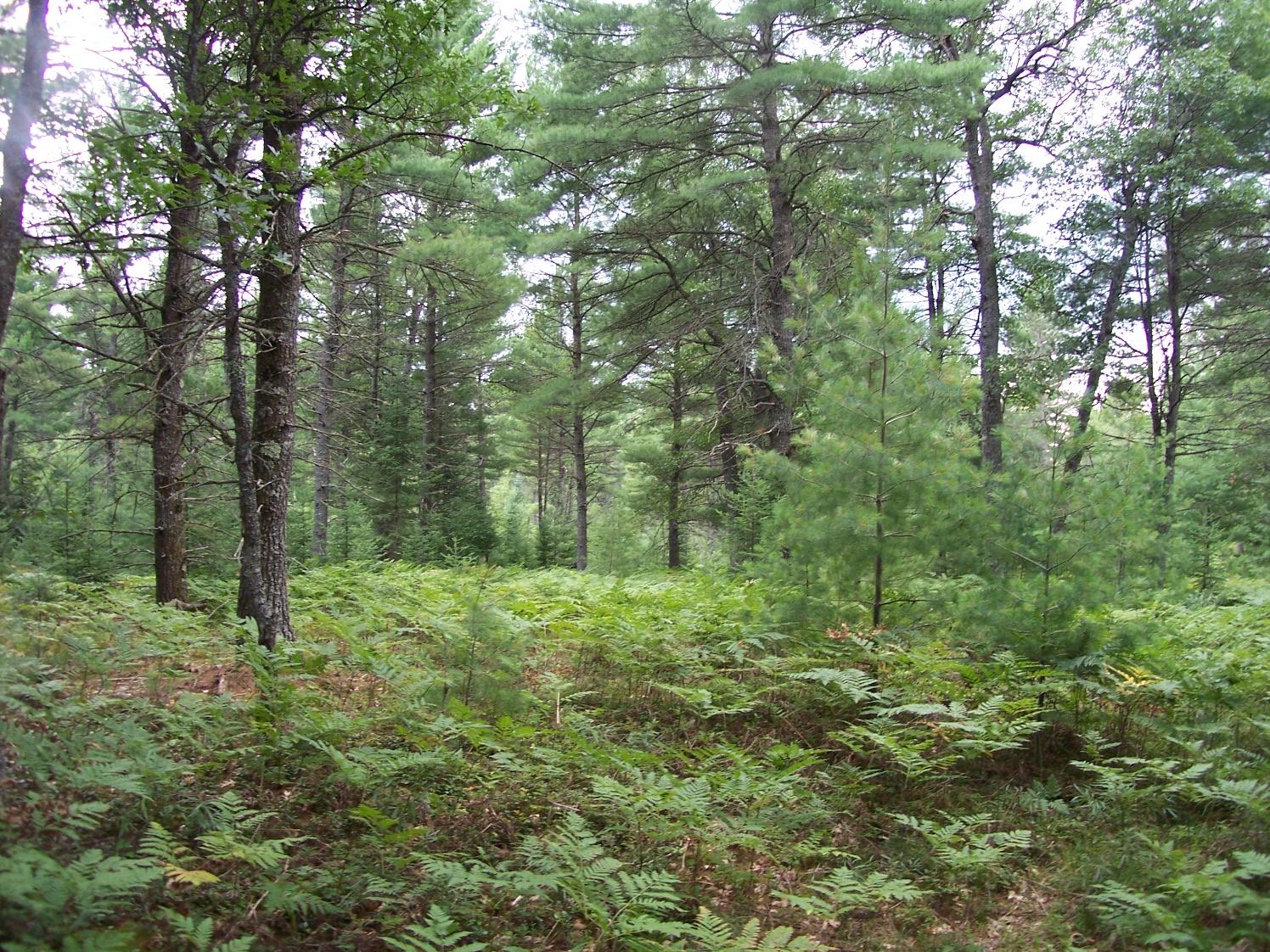 840 North Red Oak Road Lewiston, MI 49756 - Photo 63 of 79 Gallery Image 63