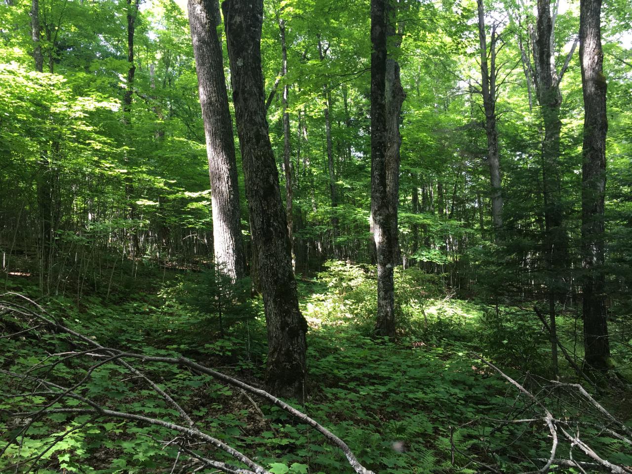 Lot 1-on Lot 1-on Deer Path Road Phelps, WI 54554 - Photo 21 of 27 Gallery Image 21