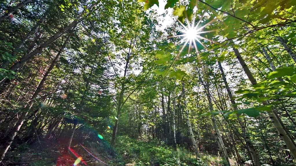 Lot 62-5 Folsom Road Houlton, ME 04730 - Photo 15 of 28 mitchell-rd-land-linneus-1