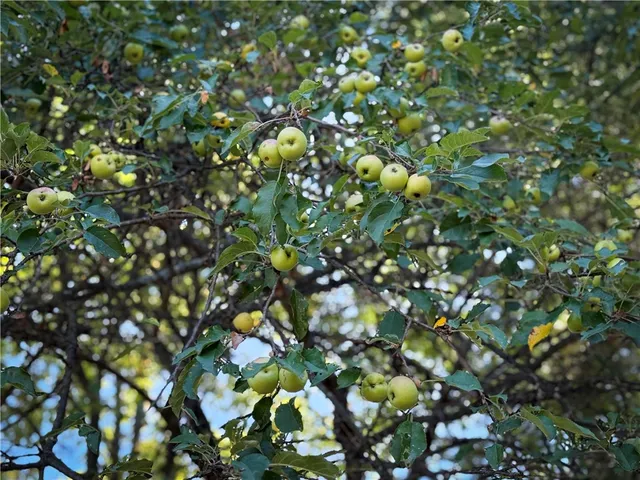 $469,900 | 39245 Hyde Lake Road, Theresa, NY 13691