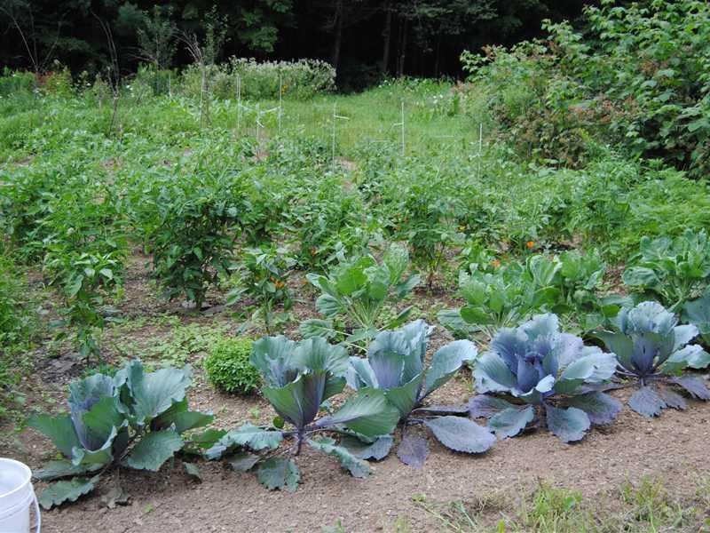 1272 Beckwith Road Cornville, ME 04976 - Photo 23 of 24 Yard/Garden.