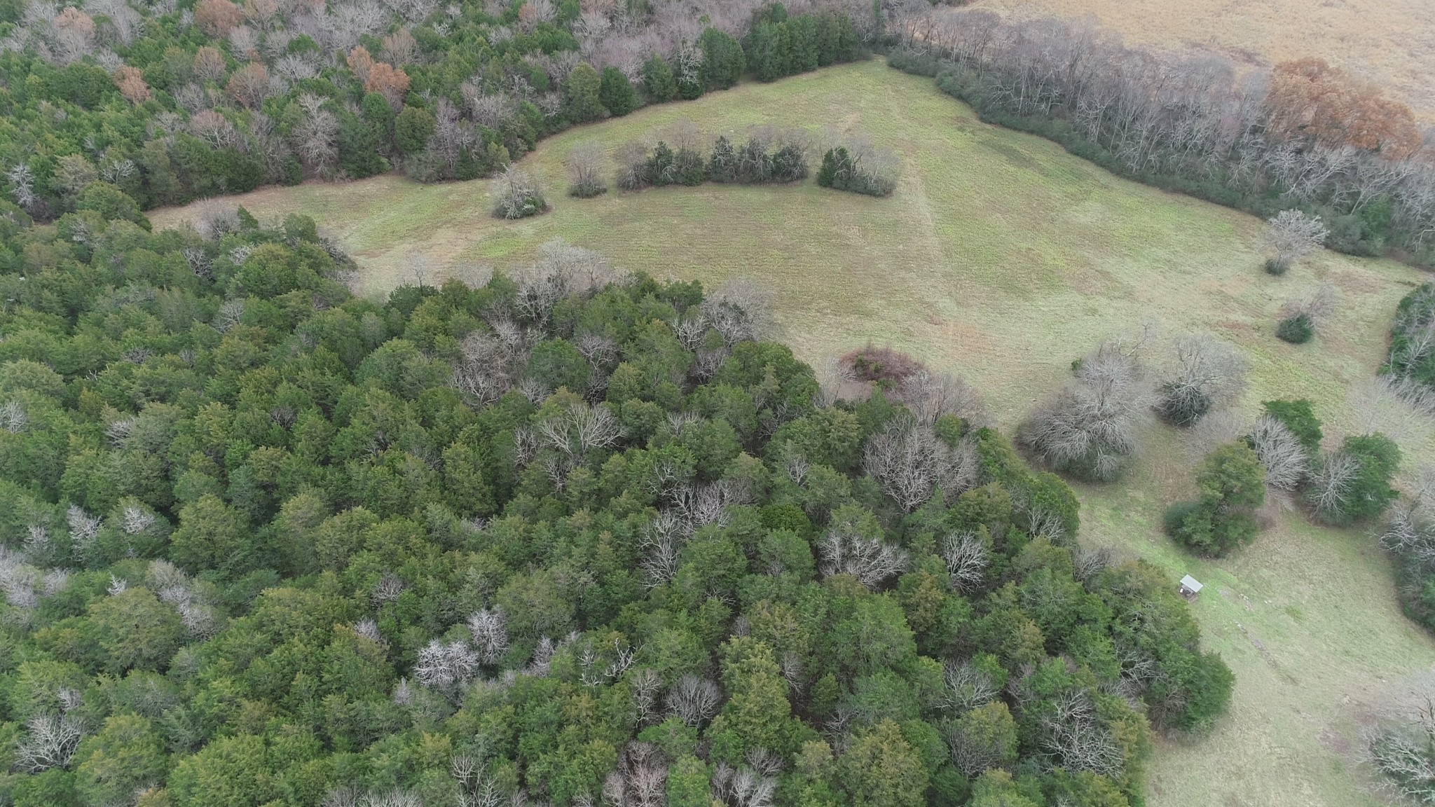 2069 Crescentview Road Pulaski, TN 38478 - Photo 5 of 13 a view of a dry yard with lots of bushes