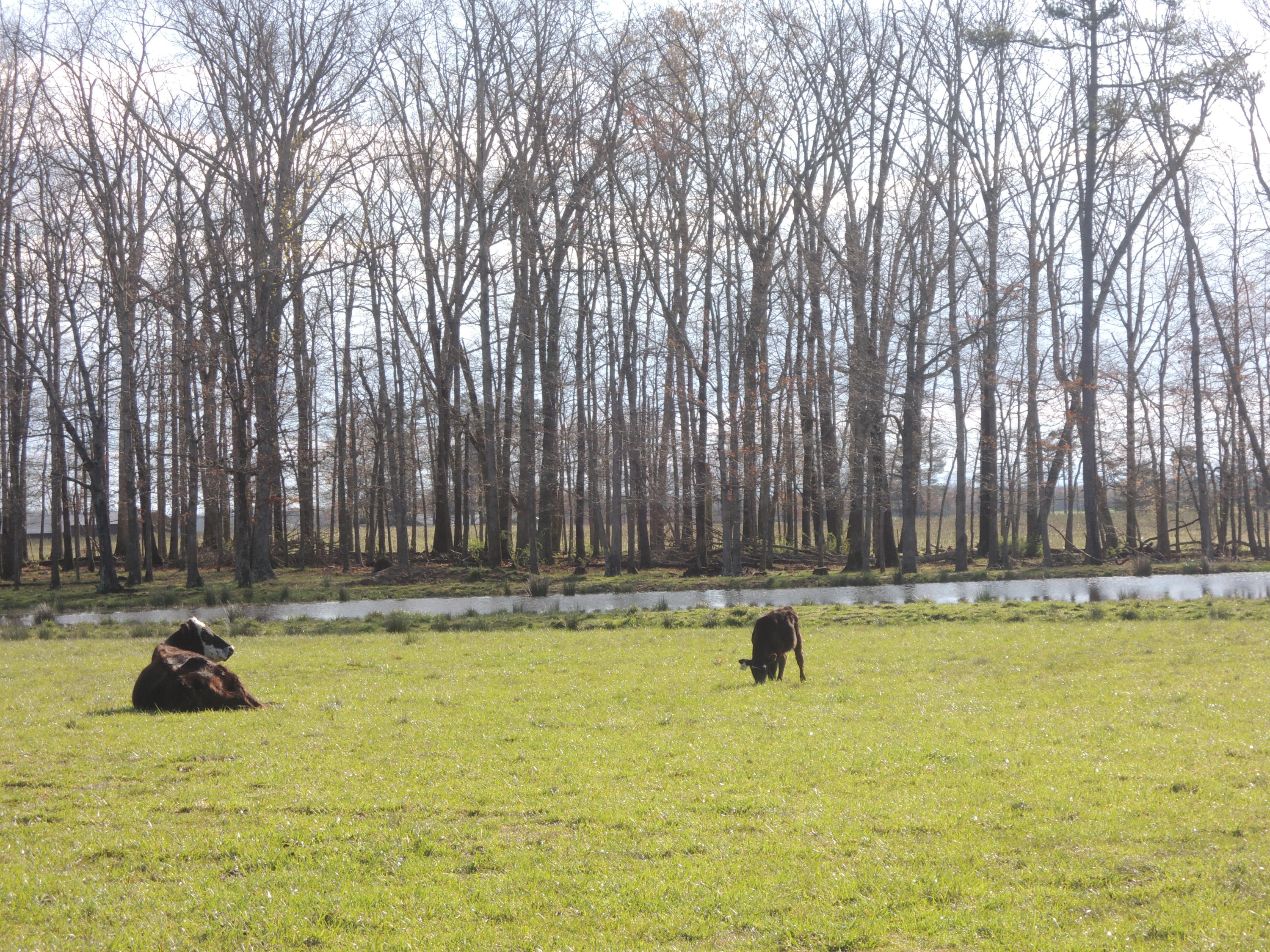 140 Standing Rock Road Deer Lodge, TN 37726 - Photo 7 of 7 DSCN1789