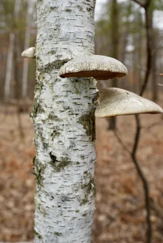 $958,900 | 15324 61st Avenue, Milaca, MN 56353