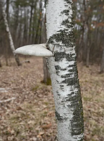 $958,900 | 15324 61st Avenue, Milaca, MN 56353