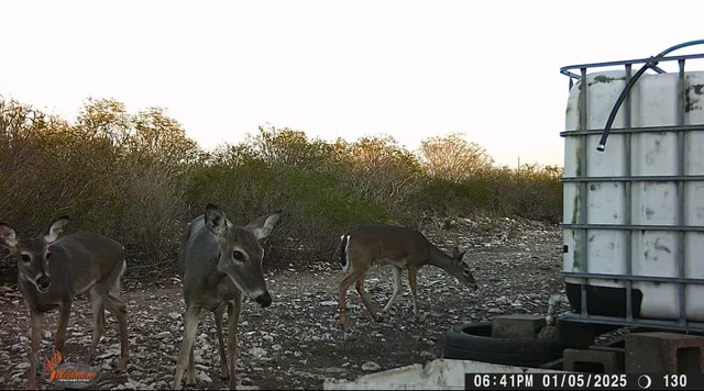 $105,000 | 0 Frontier, San Diego, TX 78384