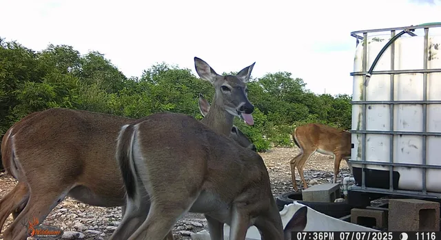 $105,000 | 0 Frontier, San Diego, TX 78384