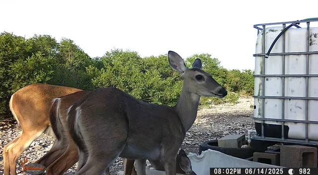 $105,000 | 0 Frontier, San Diego, TX 78384