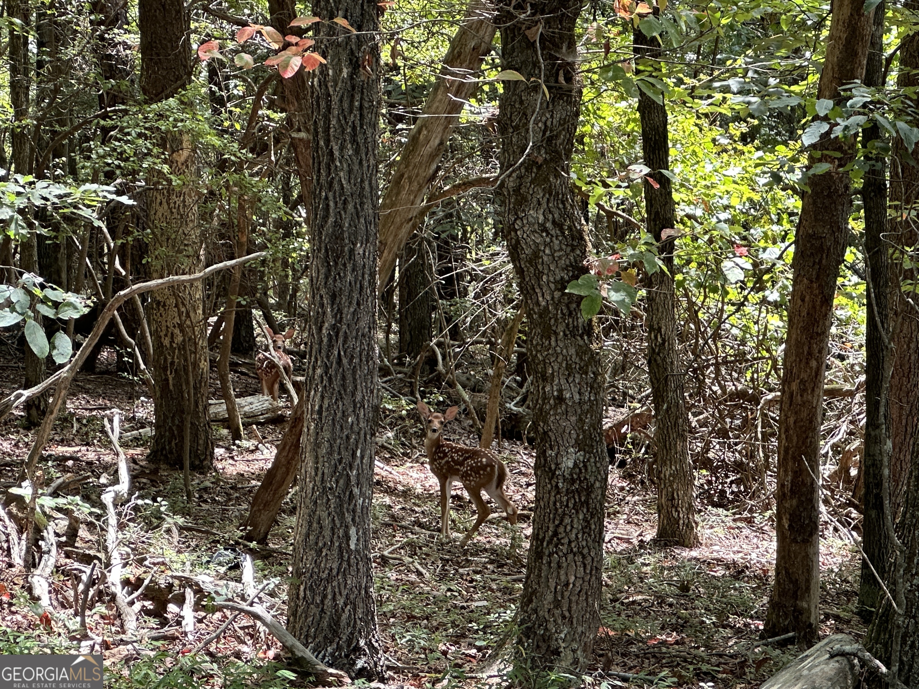 0 Oak Trace East Jasper, GA 30143 - Photo 13 of 13