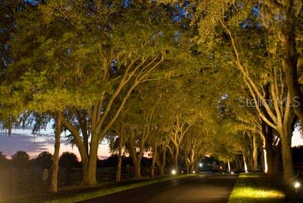 823 Southeast 116th Pl Road Ocala, FL 34480 - Photo 4 of 15 a view of swimming pool next to trees