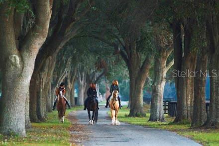 823 Southeast 116th Pl Road Ocala, FL 34480 - Photo 5 of 15 a view of a park with plants and trees