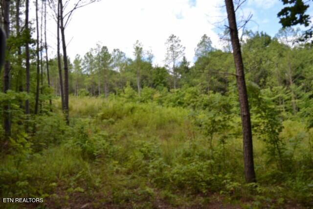 318 Rhodas Way Sunbright, TN 37872 - Photo 36 of 55 DSC_0074